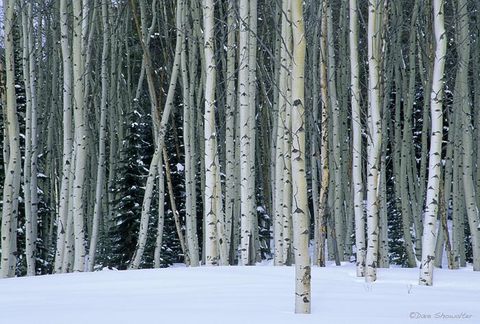 A stand of winter aspen in the Routt National Forest, north of Steamboat Springs.